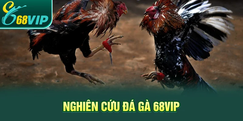 Nghiên cứu đá gà 68VIP